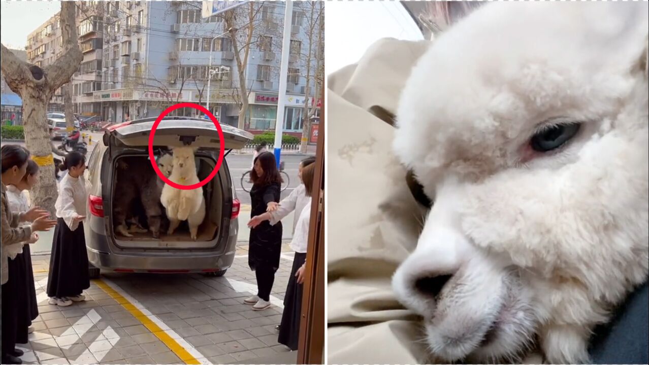 duang!羊驼跳车做美容 结果蹦太高磕到头