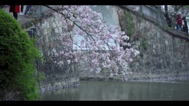 无锡鼋头渚上演樱吹雪,樱花坠落的时候也美