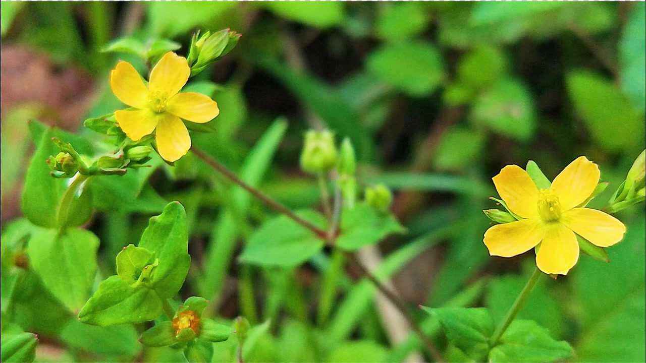 1种"寸金草",是黄疸克星,晒干煲汤喝,利湿退黄,养肝护肝_腾讯视频