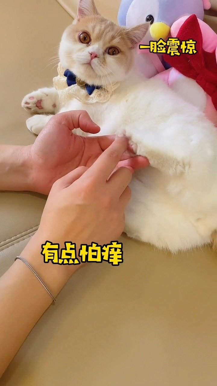 居然有猫咪喜欢挠痒痒,还开花了!