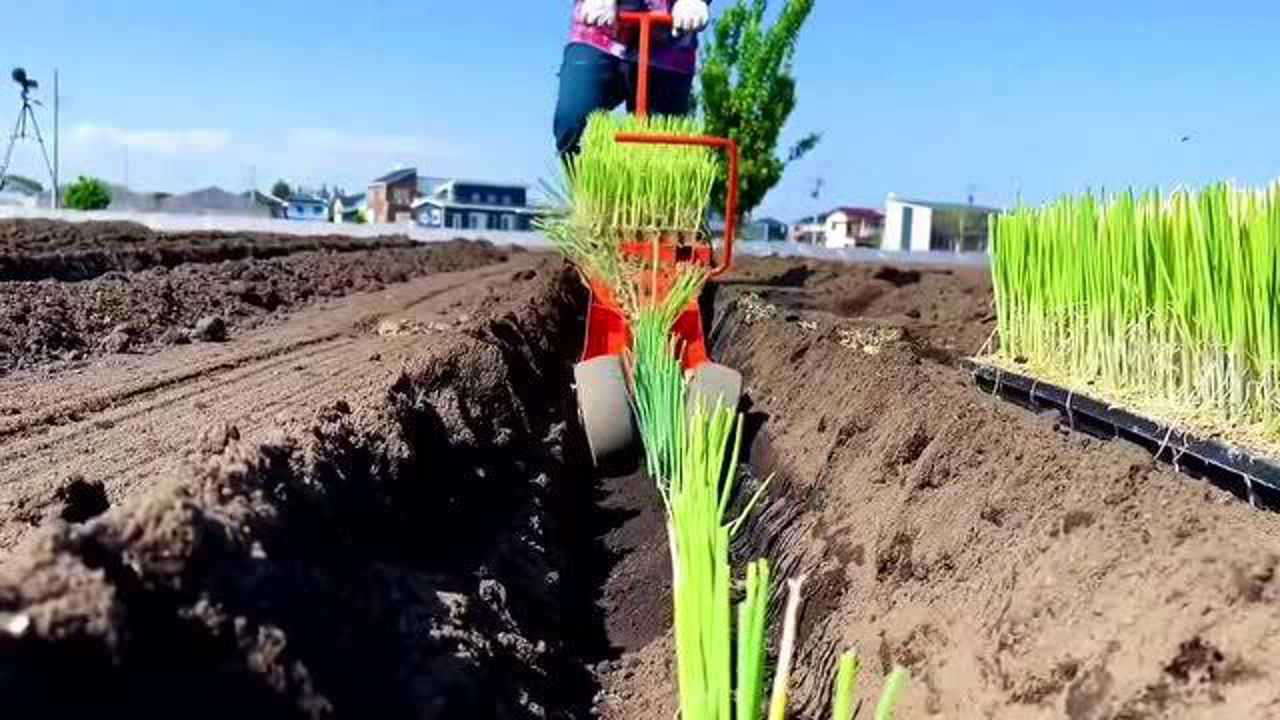 日本2021年农场种大葱,从纸钵育苗到移栽,这样的机械化生产就会快!