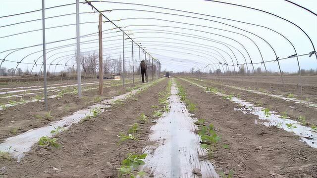 2021.04.13.4.露地蔬菜种植促农增收