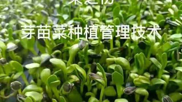 菜之初芽苗菜种植管理技术!