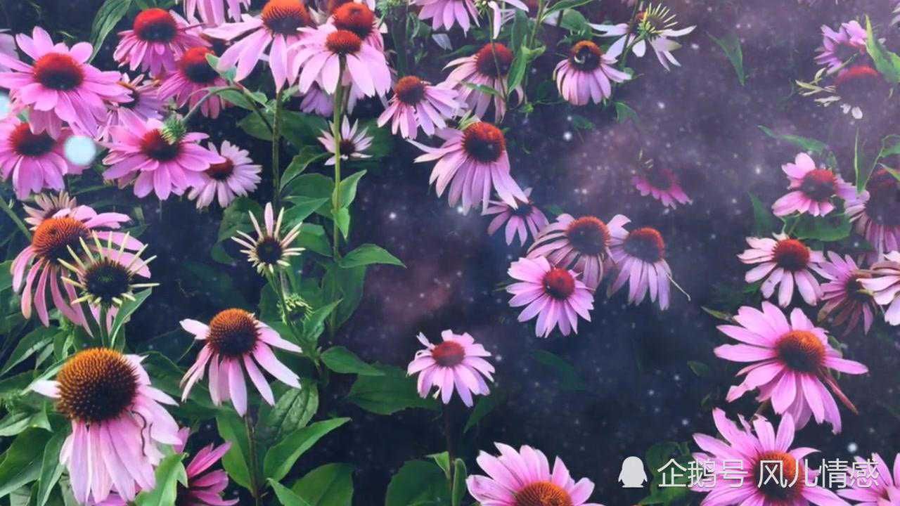 李琛经典神曲悦耳动听《窗外》《送亲》《红尘情歌》《潮湿的心》