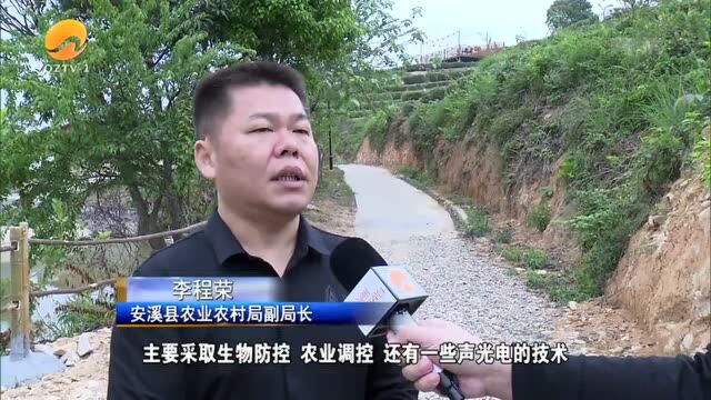 生态茶园建设 绿色防控助力