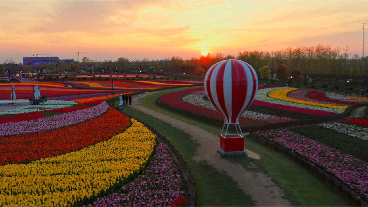 航拍盐城|荷兰花海