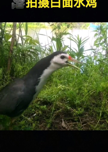 白面水鸡的叫声