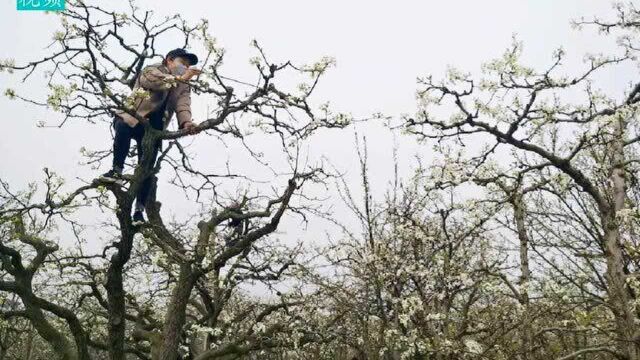 【欢度五一】我们一起欣赏宁陵梨花的靓丽风采(一)