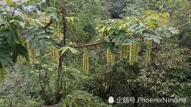 娇云容易飞,梦断知何处.深院锁黄昏,阵阵芭蕉雨.