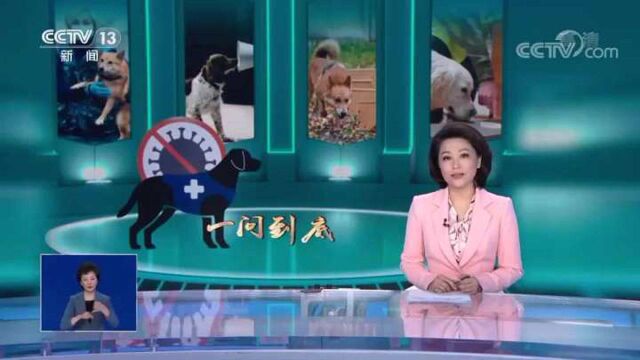 多国用嗅探犬检测新冠 到底靠不靠谱?