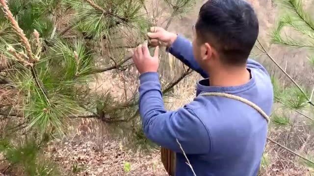 农村大山里常见的松针,采一些晒干泡茶喝,你知道它的作用吗?