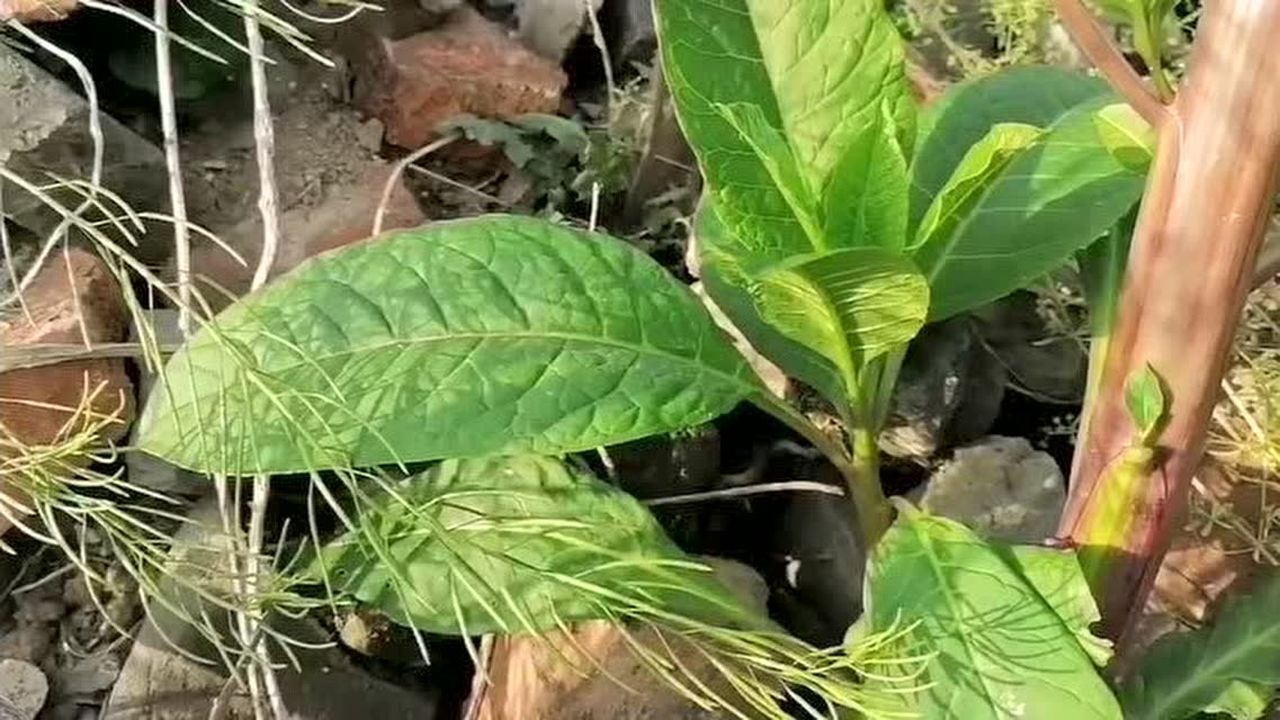 这植物被称为"见肿消",专治身上的肿块淤结,它是什么?