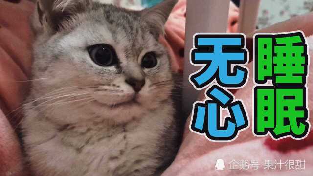 家有萌宠,一只小奶猫