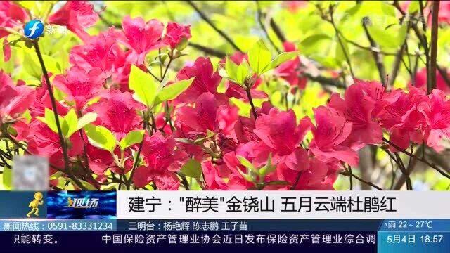 建宁金铙山:满山杜鹃花竞相开放 姹紫嫣红美不胜收