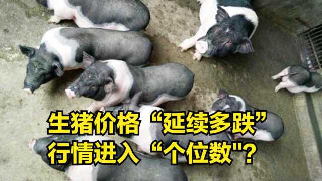 生猪价格“延续多跌”态势,猪价行情再次进入“个位数\