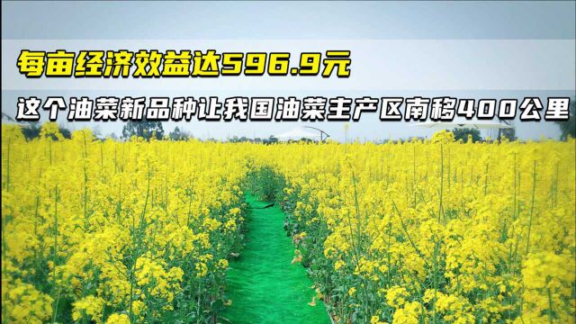 每亩经济效益达596.9元 这个油菜新品种让我国油菜主产区南移400公里