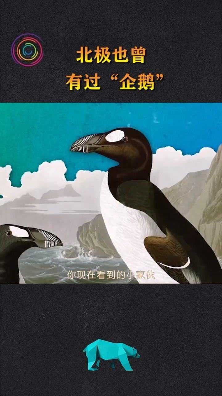 有着北极企鹅之称的大海雀灭亡之谜