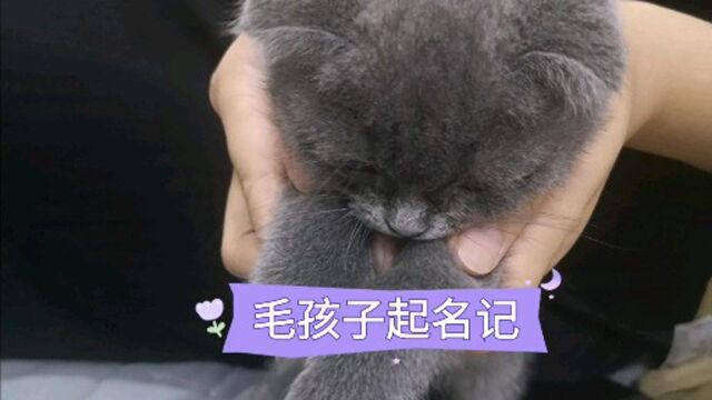 给猫孩子起了个霸气侧漏的名字,结果遭嫌弃了