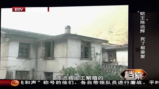 国宝莽山烙铁头名声渐大,黑市价格竟达百万美元,令人吃惊