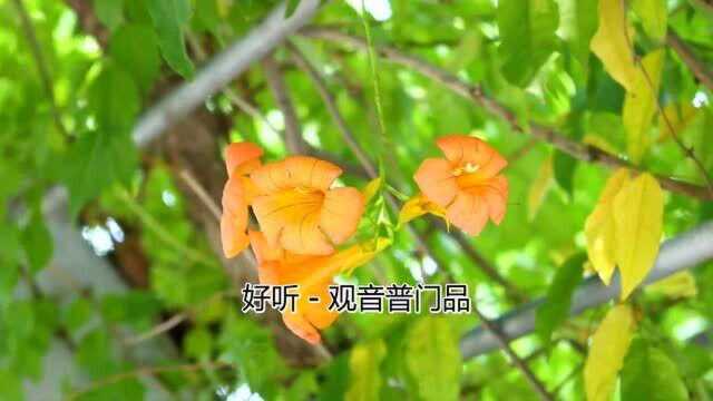 佛教歌曲观音普门品