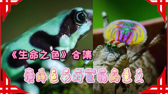 《生命之色》演绎色彩对生物的意义,告诫我们该如何保护环境!保护这些生命的色彩#纪录片推荐官ⷩ’春季#