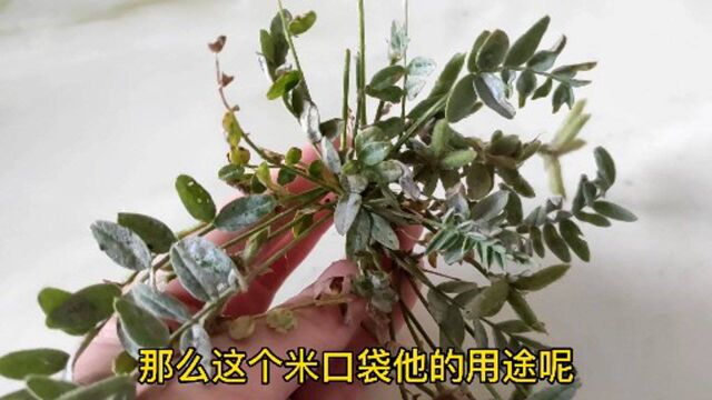 这野草人称“米口袋”,它全株是宝价值高,有啥珍贵?望你重视