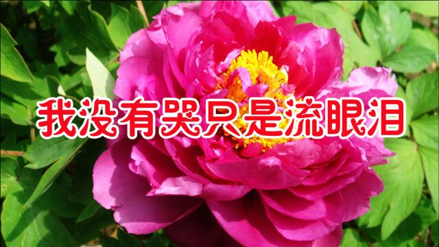 田越一首《我没有哭只是流眼泪》太好听,越听越伤感!