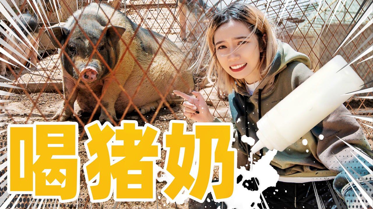 挤猪奶!喝猪奶!什么味?