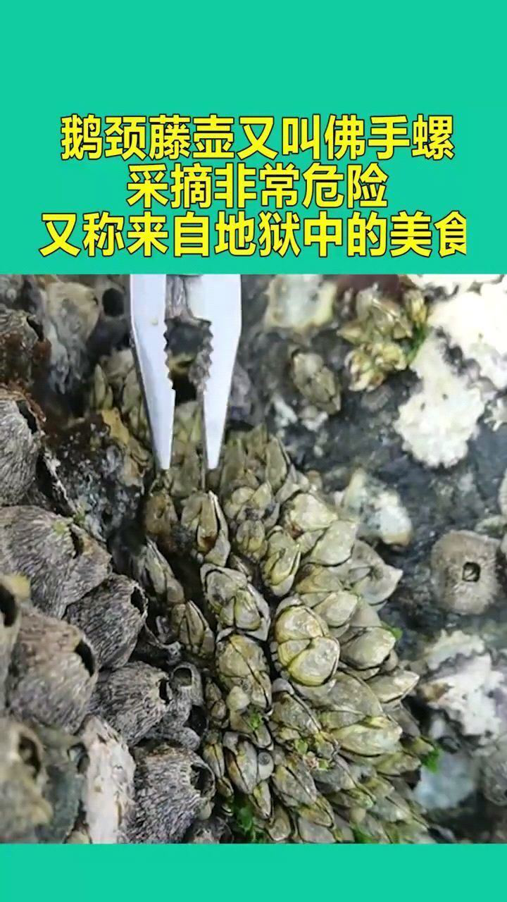 鹅颈藤壶又叫佛手螺,采摘非常危险,又称来自地狱中的美食