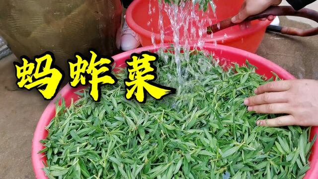 5月份最好吃的野菜,终于找到蚂蚱菜的储存方法,放一年都不会坏