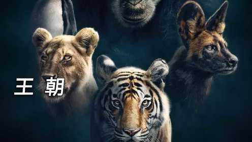 9.5高分动物记录片“王朝”，雄狮被鬣狗围堵，雌狮独自捕猎，上演一场大自然的动物盛宴！#电影种草指南短视频大赛#