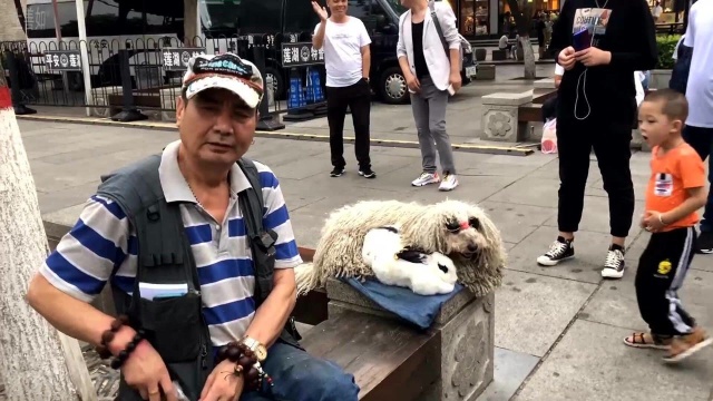 西安老汉养的西伯利亚狗,每月花费比白领工资都要多,太豪横了!