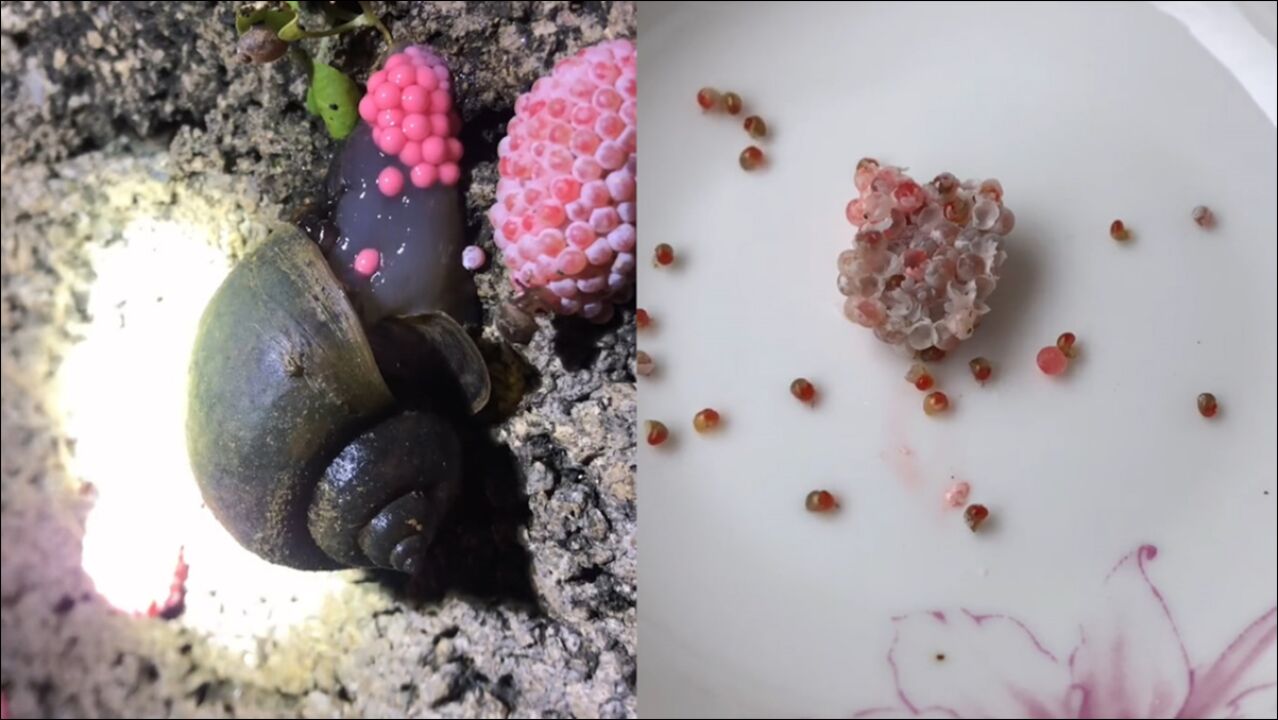 福寿螺产卵现场福寿螺产下粉红色的卵仿若生产流水线