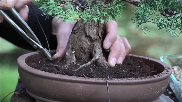 柏树盆景,翻盆修剪制作造型,重新上盆之后,价值翻倍,一起学下