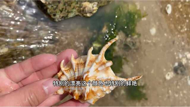 海边沙滩发现一个美丽的海螺壳