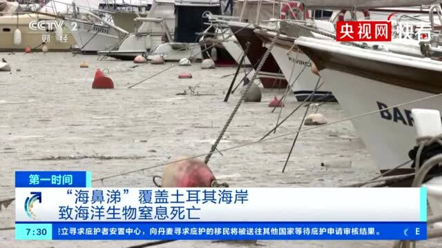 海鼻涕”覆盖土耳其海岸致海洋生物窒息死亡