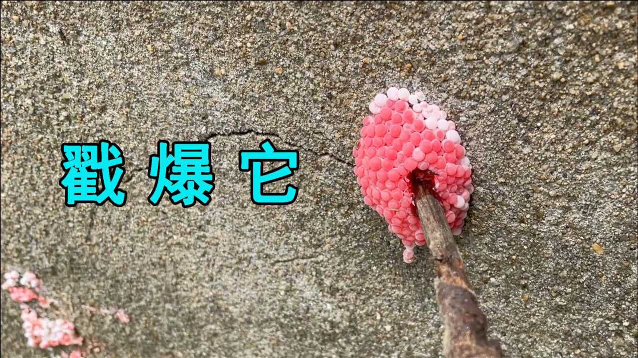 戳爆福寿螺的卵彻底消灭入侵物种