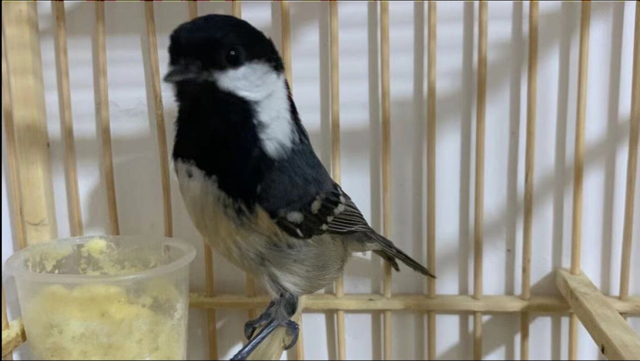 贝子叫声 腾讯网