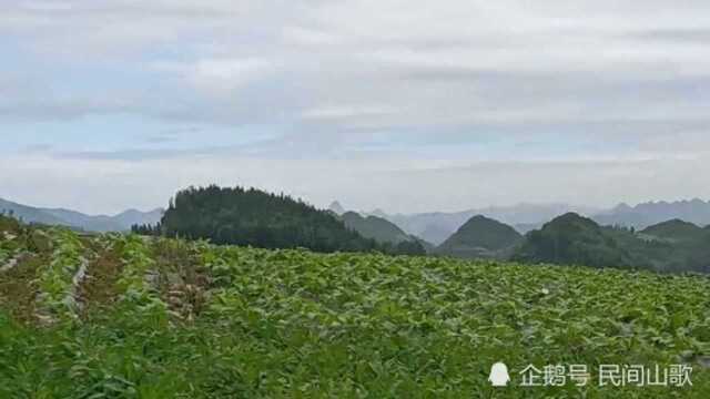 贵州山歌《金竹林里砍钓竿》