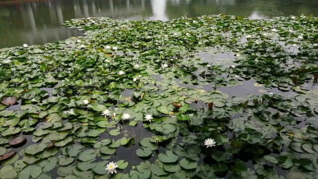 夏日池塘睡莲