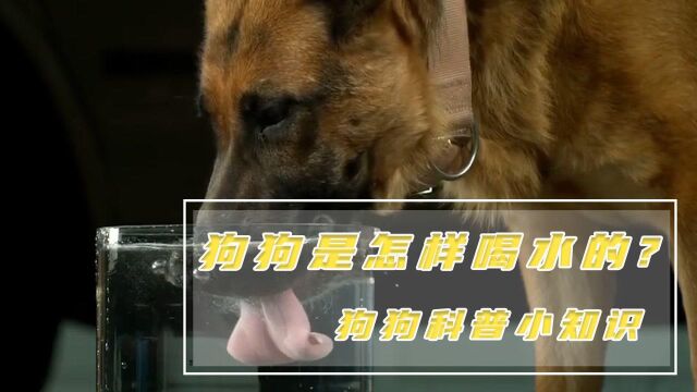 狗狗喝水不是舔的吗?原来被他骗了这么久 #“知识抢先知”征稿大赛#