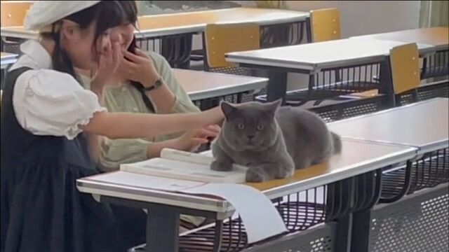 小猫能有什么坏心思?猫咪偷溜主人遍寻不见,被抓表情可配字500