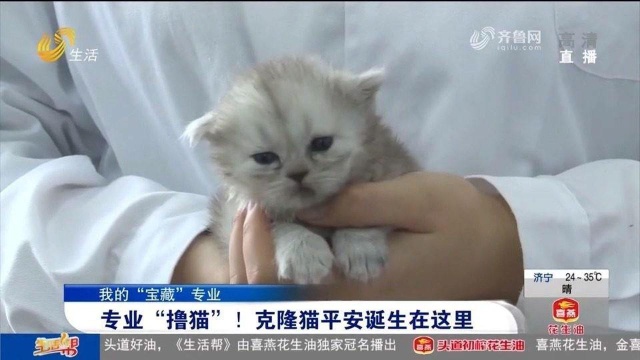 专业“撸猫”!克隆猫\