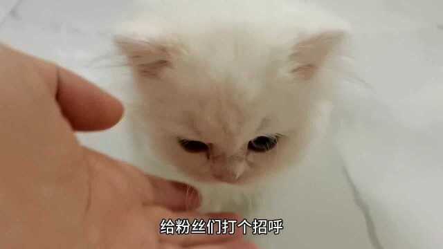 女主花一万多买只矮脚猫,到底值不值呢?这小腿都贴在地上了啊!