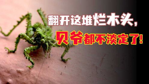 全程高能！这些神奇生物让贝爷都无法淡定！