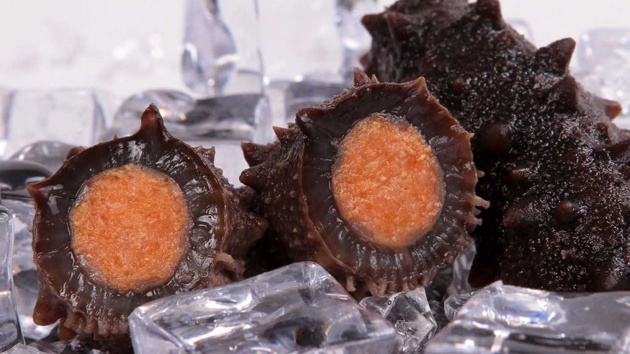 鑫玉龙黄金卵海参_腾讯视频