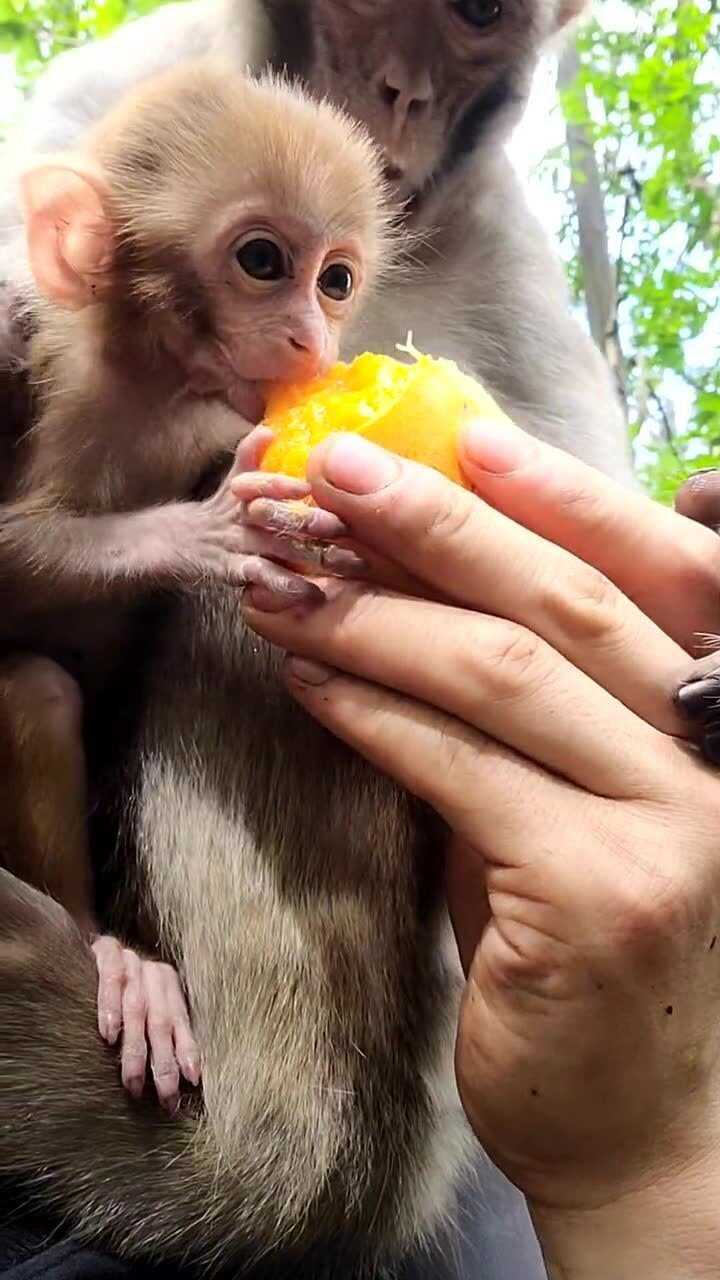 多宝猴表情包图片