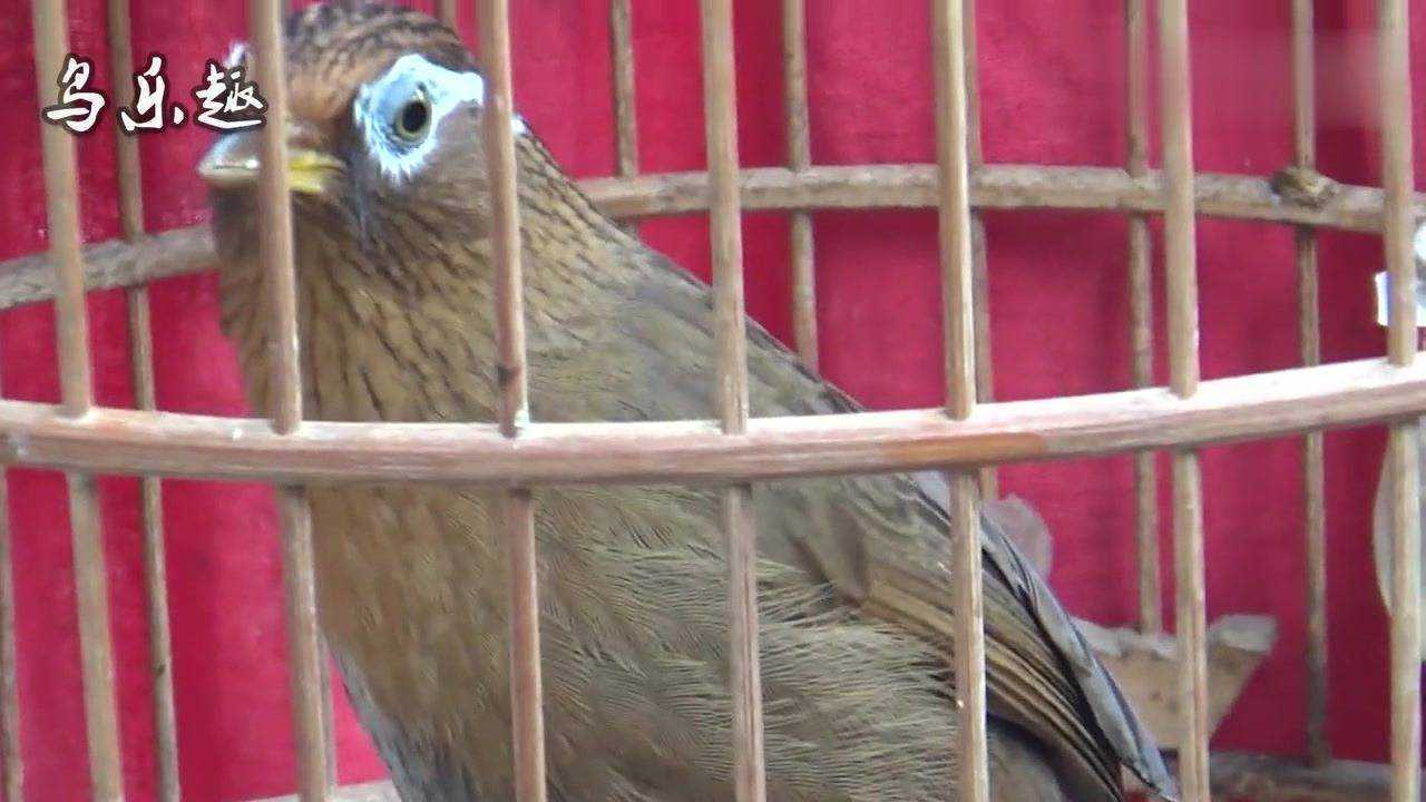 7分钟母画眉鸟叫声,叫声有点沙哑,拿给公画眉鸟听听