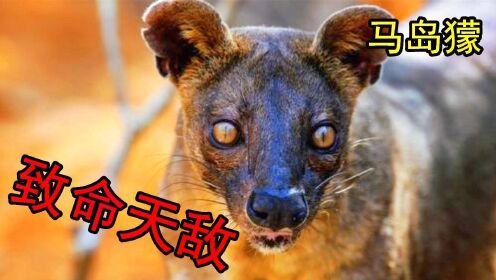 #“知识抢先知”征稿大赛# 马岛獴：狐猴致命天敌，马达加斯加最大食肉动物，只害怕狂犬病