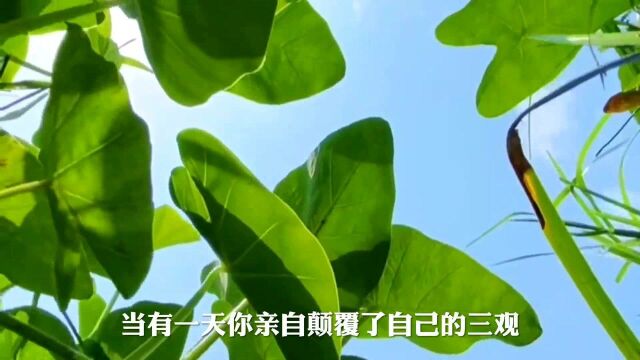 什么是真正的长大?什么是真正的开悟?